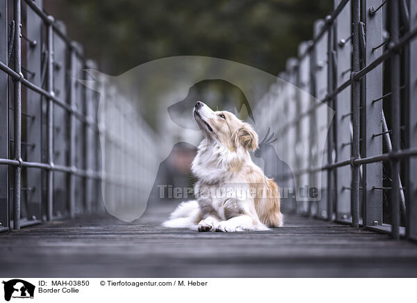 Border Collie / Border Collie / MAH-03850
