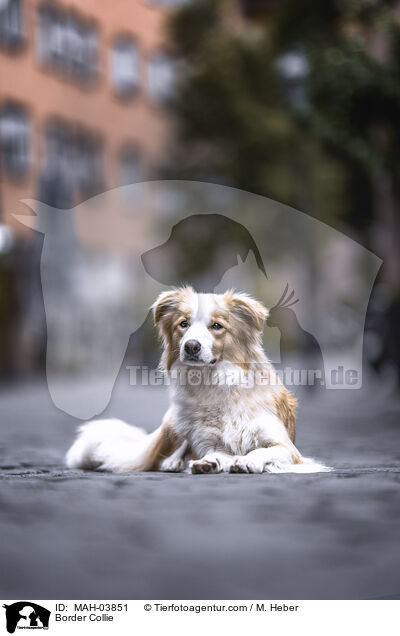 Border Collie / Border Collie / MAH-03851