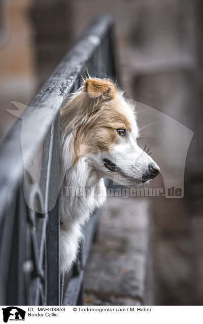 Border Collie / Border Collie / MAH-03853