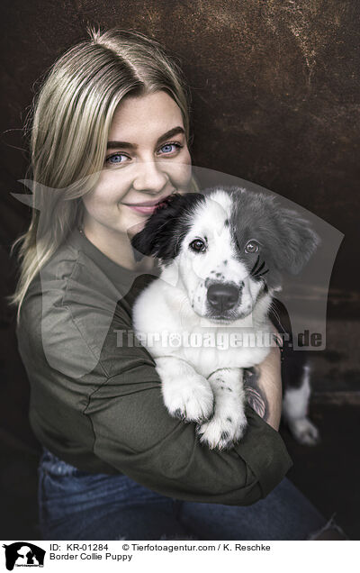 Border Collie Welpe / Border Collie Puppy / KR-01284