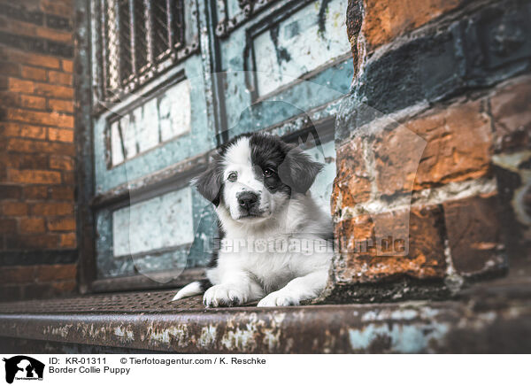 Border Collie Puppy / KR-01311