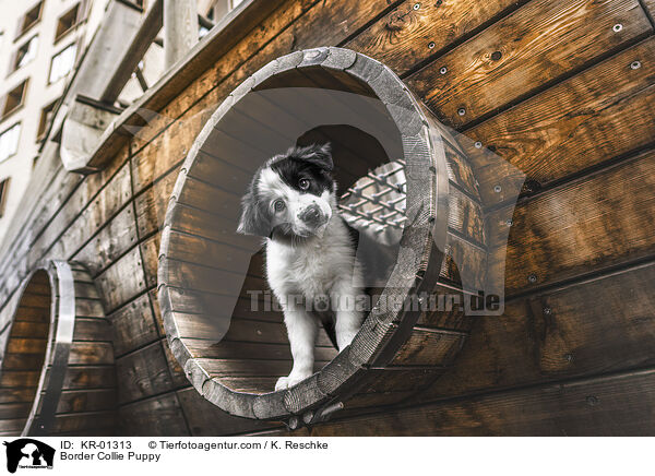 Border Collie Welpe / Border Collie Puppy / KR-01313