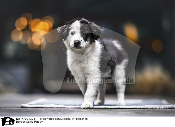 Border Collie Welpe / Border Collie Puppy / KR-01321