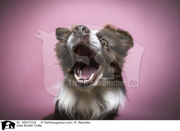 Border Collie Rde / male Border Collie / KR-01332