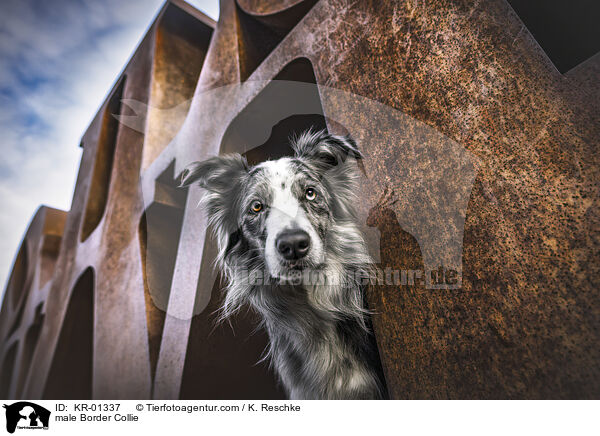 Border Collie Rde / male Border Collie / KR-01337