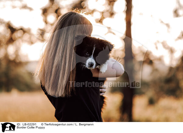 Border Collie Welpe / Border Collie Puppy / LB-02291
