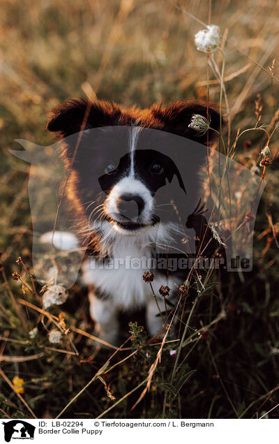 Border Collie Welpe / Border Collie Puppy / LB-02294