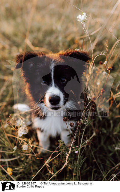 Border Collie Welpe / Border Collie Puppy / LB-02297