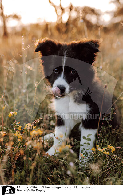 Border Collie Welpe / Border Collie Puppy / LB-02304