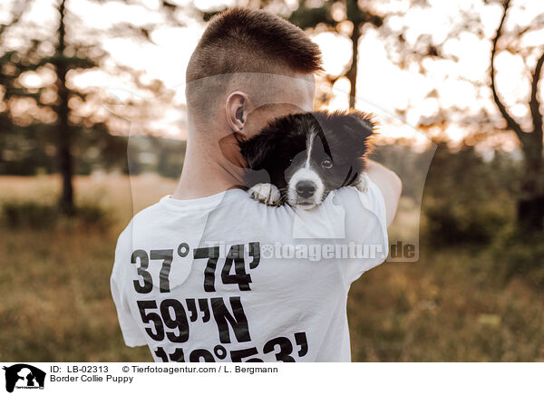 Border Collie Welpe / Border Collie Puppy / LB-02313