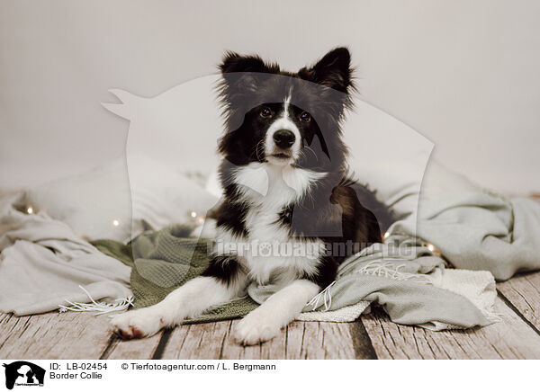 Border Collie / Border Collie / LB-02454