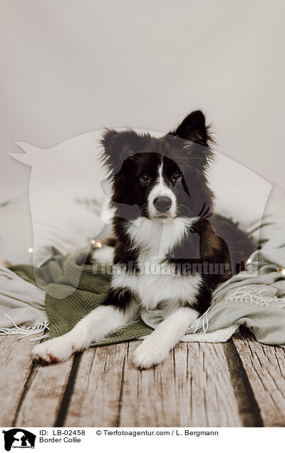 Border Collie / Border Collie / LB-02458
