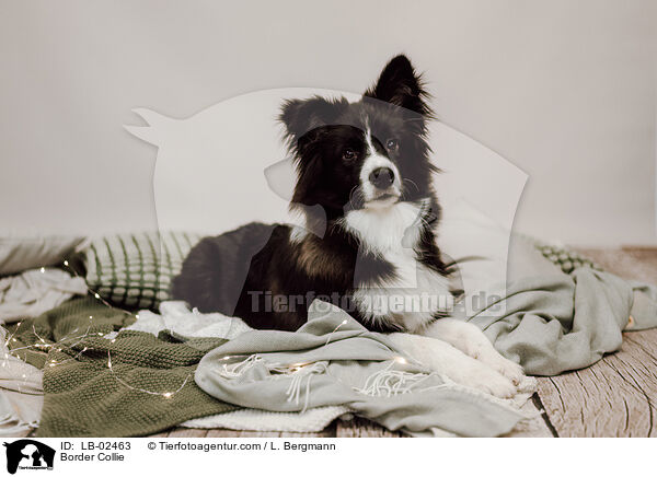 Border Collie / Border Collie / LB-02463