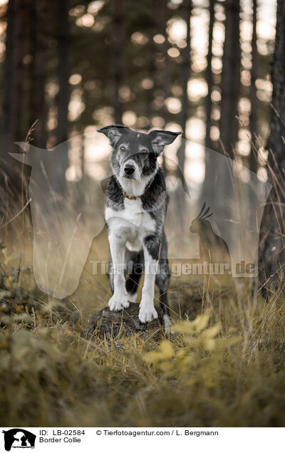 Border Collie / Border Collie / LB-02584