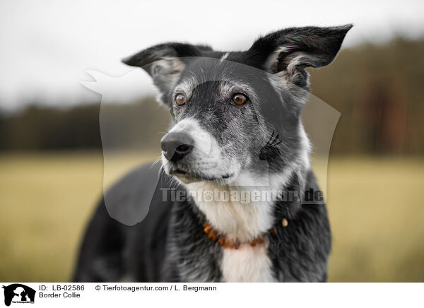 Border Collie / Border Collie / LB-02586