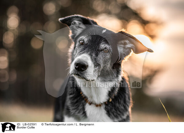 Border Collie / Border Collie / LB-02591