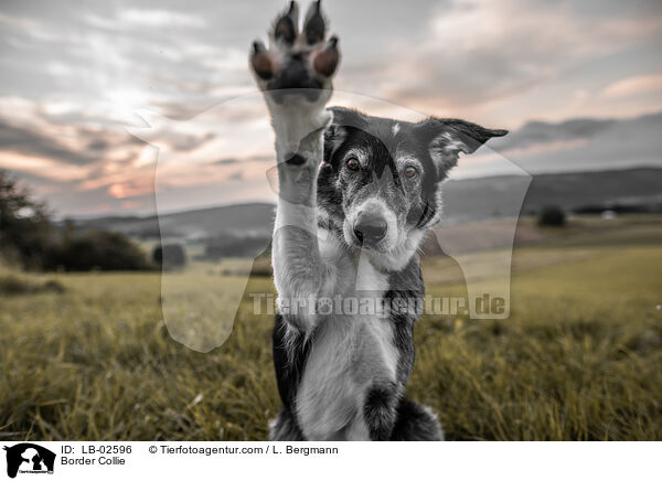 Border Collie / Border Collie / LB-02596