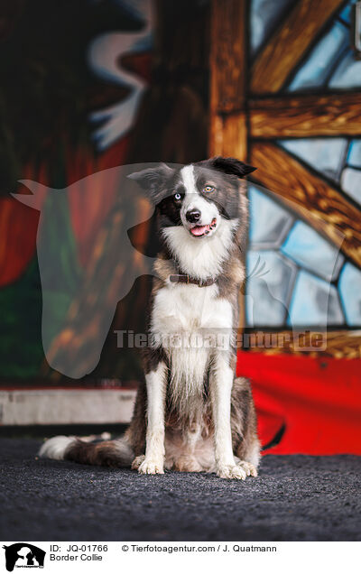 Border Collie / Border Collie / JQ-01766