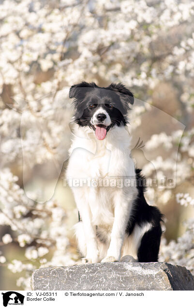 Border Collie / Border Collie / VJ-05311