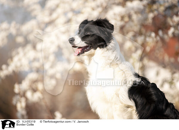Border Collie / Border Collie / VJ-05319