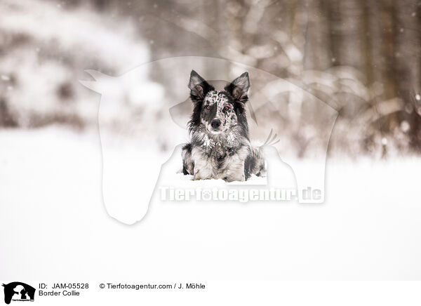 Border Collie / JAM-05528