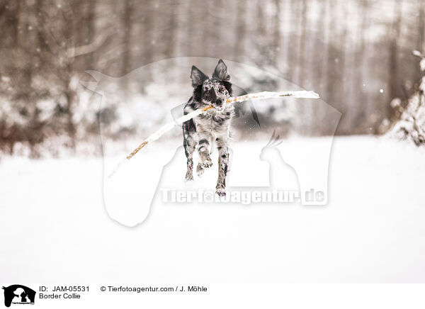Border Collie / JAM-05531