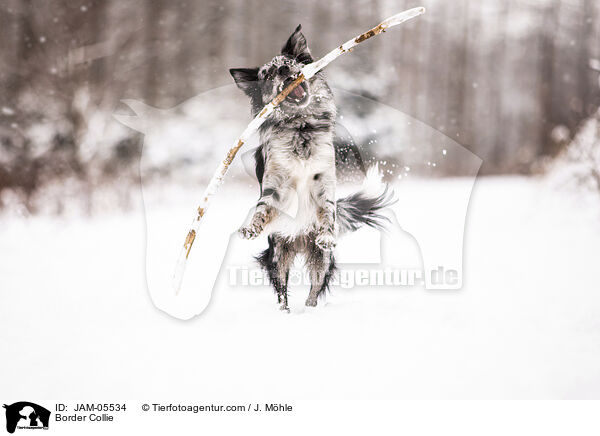 Border Collie / JAM-05534