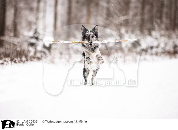 Border Collie / JAM-05535