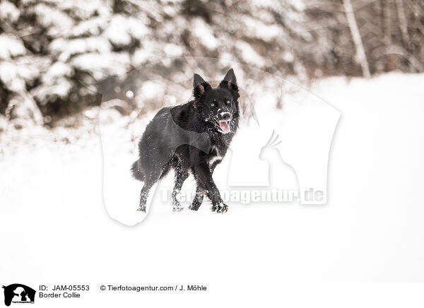 Border Collie / JAM-05553