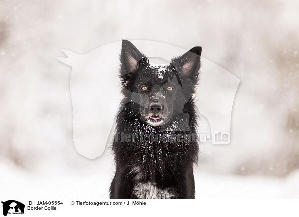 Border Collie / JAM-05554