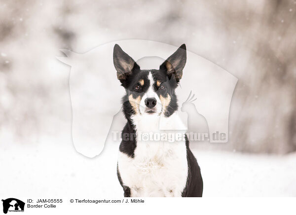 Border Collie / JAM-05555