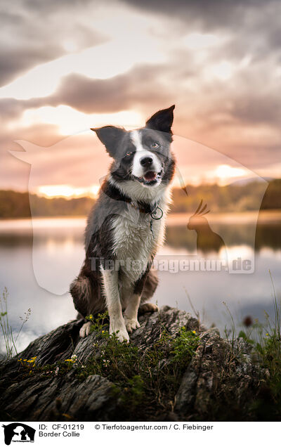 Border Collie / Border Collie / CF-01219