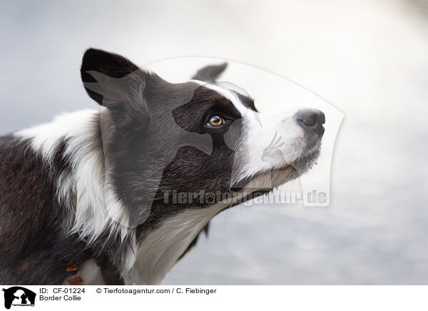 Border Collie / Border Collie / CF-01224
