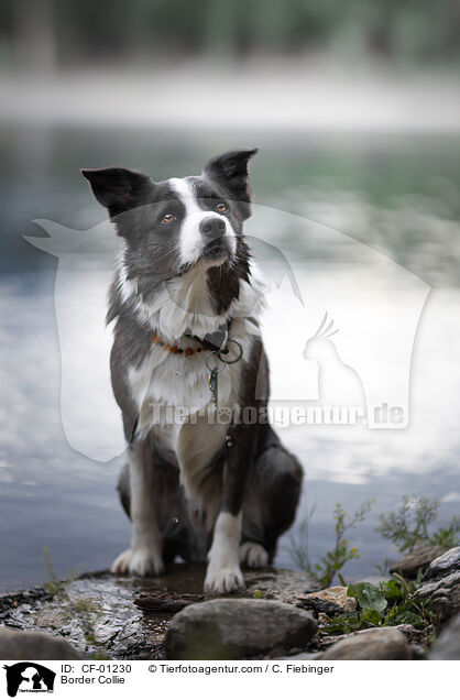 Border Collie / Border Collie / CF-01230