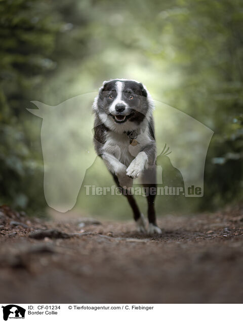 Border Collie / Border Collie / CF-01234
