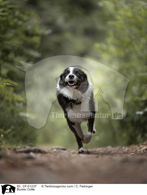 Border Collie / Border Collie / CF-01237