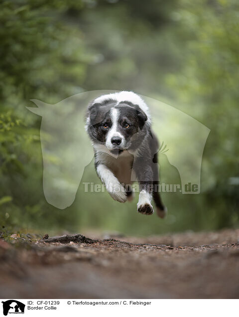 Border Collie / Border Collie / CF-01239