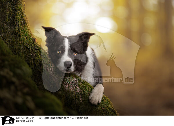 Border Collie / CF-01244