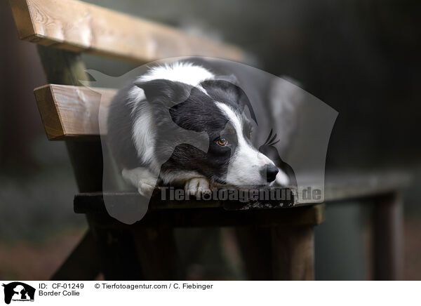 Border Collie / Border Collie / CF-01249