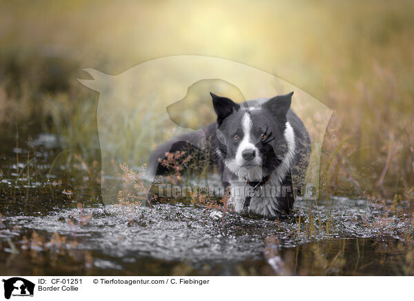 Border Collie / Border Collie / CF-01251