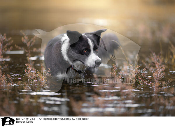Border Collie / CF-01253