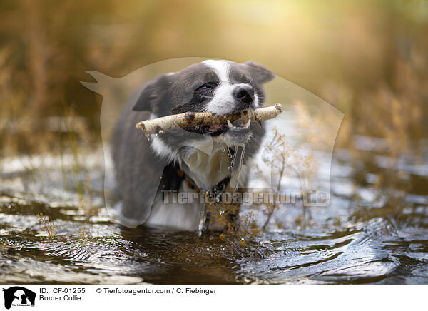 Border Collie / Border Collie / CF-01255