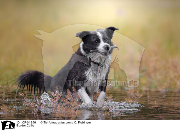 Border Collie / Border Collie / CF-01256