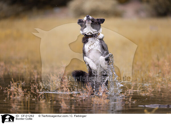 Border Collie / Border Collie / CF-01262