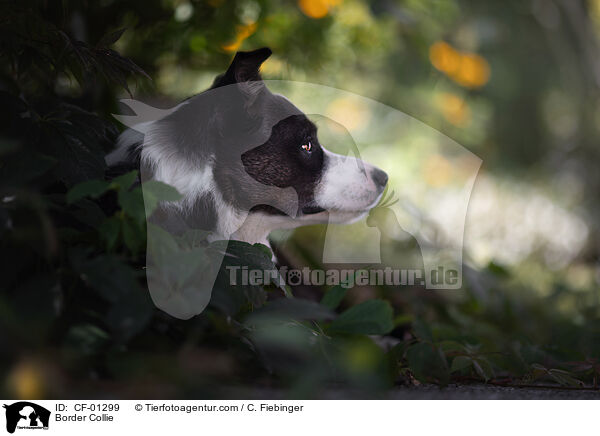Border Collie / Border Collie / CF-01299