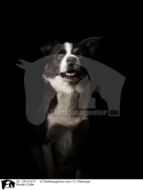 Border Collie / Border Collie / CF-01317