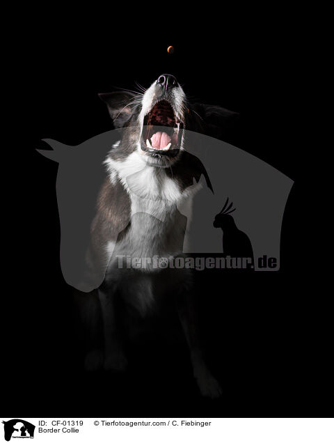 Border Collie / Border Collie / CF-01319