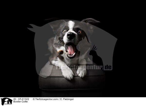 Border Collie / Border Collie / CF-01322