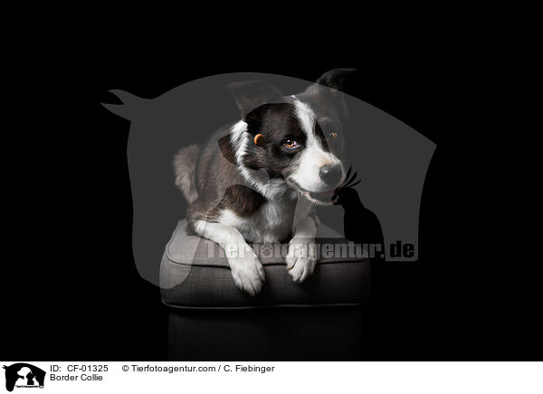Border Collie / Border Collie / CF-01325