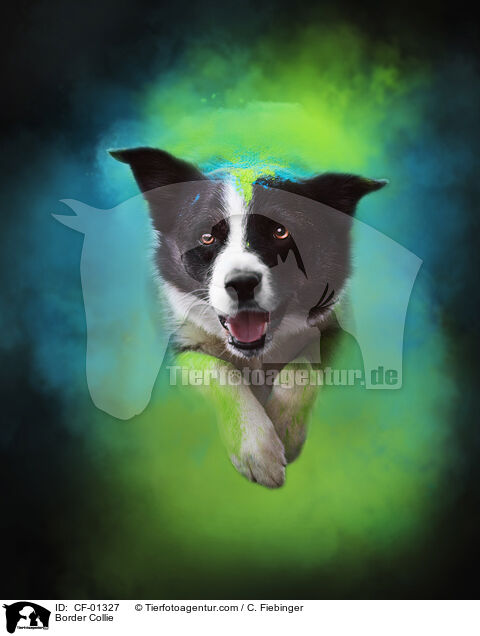 Border Collie / Border Collie / CF-01327